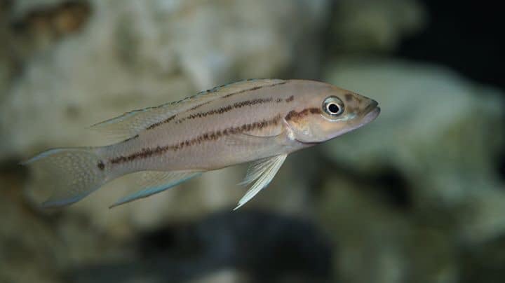 Neolamprologus longicaudatus 'Bilila (Kavala) Island'